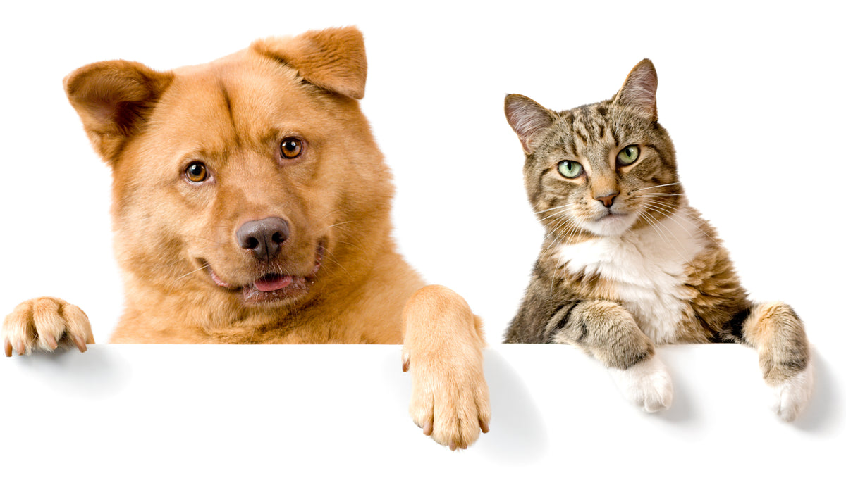 8 Surprising Things About Dogs and Cats