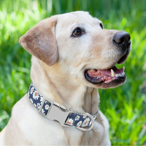 Personalized Name ID Collar