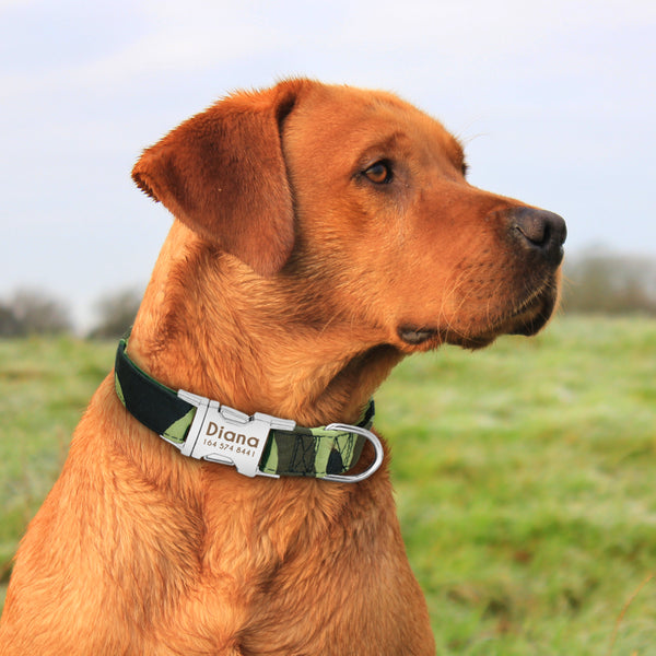 Personalized Name ID Collar