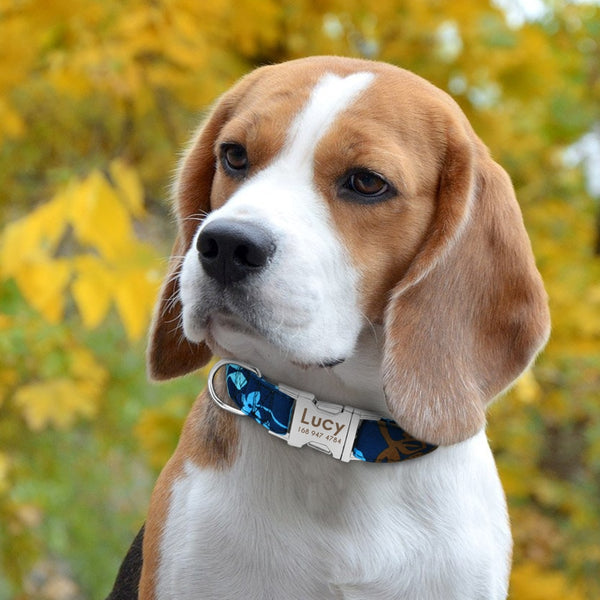 Personalized Name ID Collar