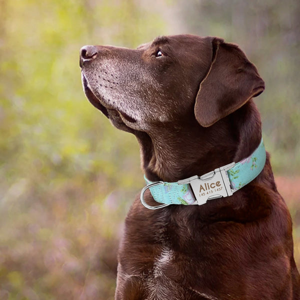 Personalized Name ID Collar