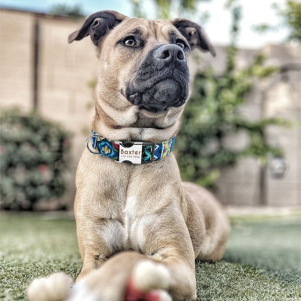 Personalized Name ID Collar