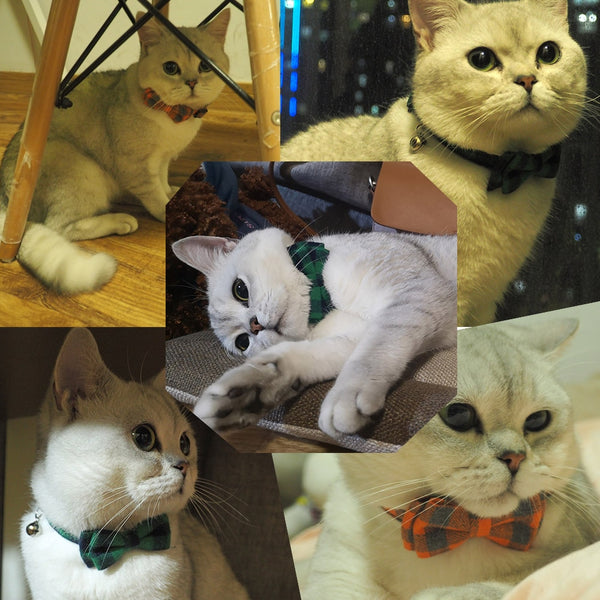 Breakaway Bow Tie Cat Collar With Bell