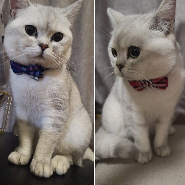 Breakaway Bow Tie Cat Collar With Bell