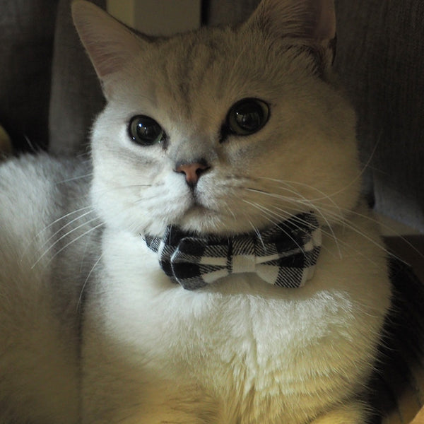 Breakaway Bow Tie Cat Collar With Bell