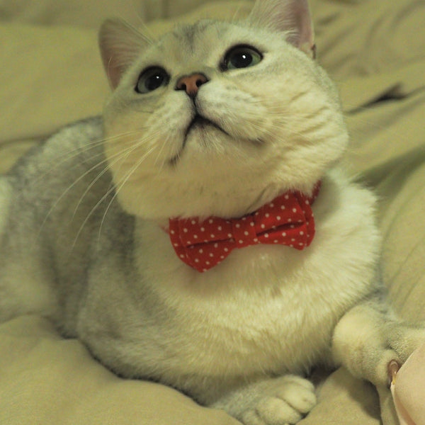 Breakaway Bow Tie Cat Collar With Bell