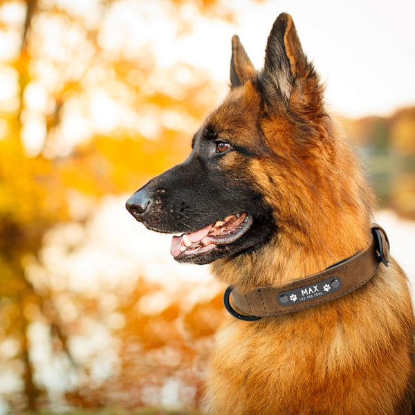 Soft Leather Custom Engraved Dog Collar